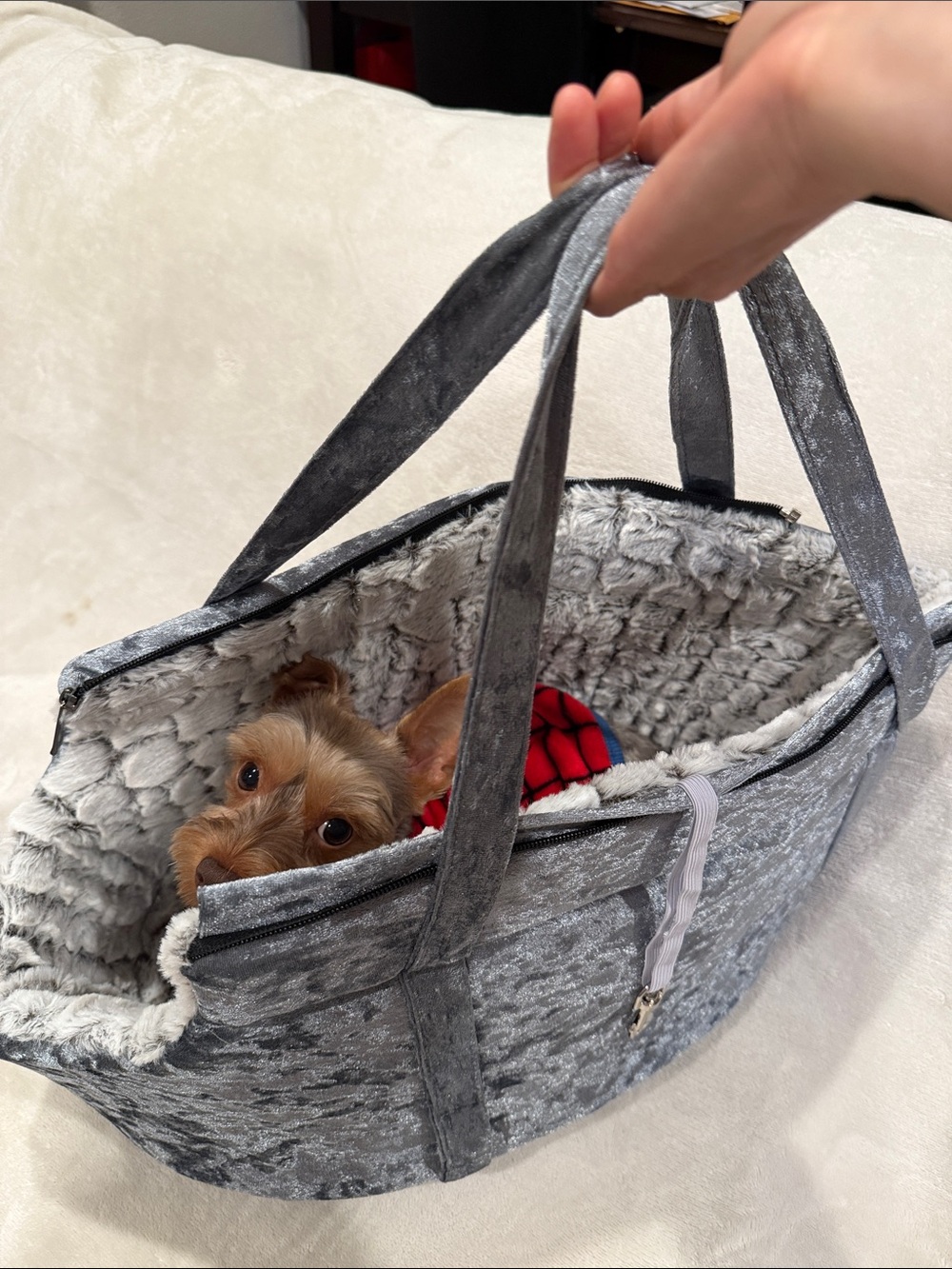🐰🩶NEW! HEART STARS & PAWS pet carrier/bed faux rabbit lined hair grey velvet